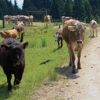 Schumpen auf dem Weg zur Gundhütte