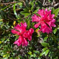 Alpenrose