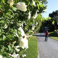 Blumen begleiten uns am Wanderweg, Stubenberg am See in der Oststeiermark