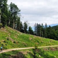 Der Weg im Kahlschlagwald