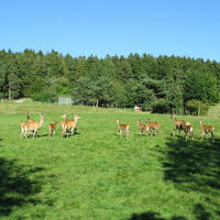 Wildgehege Meßstetten