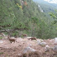Eine kleine Hohe Wand Runde