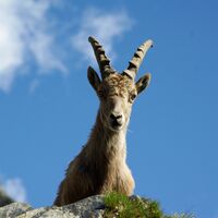 Junggeselle auf Tessiner Boden der Greina