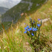der Schnee-Enzian besticht durch sein grandioses Blau