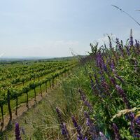Weinberge