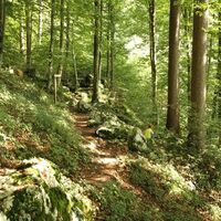 Ameisiwäg Schwyz