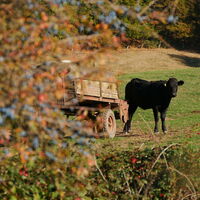 Kuh am Wegesrand
