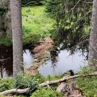 Biberbau am Teufelsbach