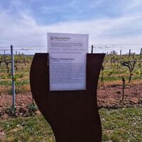 Infotafel zum Muskateller