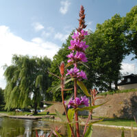 Froschteich an der Stadtmauer