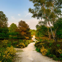 Wahner Heide