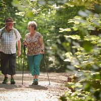 Waldweg am Mindelsee
