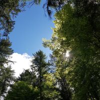 Baumkronen am Trifelsblickweg