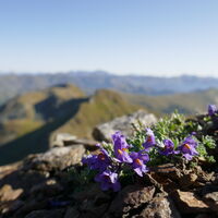 Alpen-Leinkraut