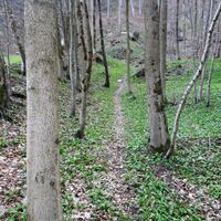 Stichweg zur Hubertuskapelle
