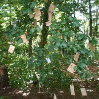 Wunschbaum am Kathreinkogel
