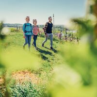Württembergischer Weinwanderweg am Krappenfelsen | Lauffen am Neckar | HeilbronnerLand