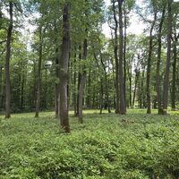 Laab im Walde