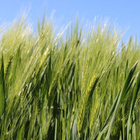 Nahaufnahme von Ähren in einem Kornfeld