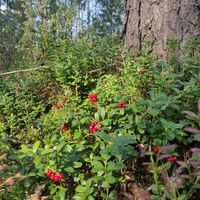 Im Sommer werden entlang des Flechtenpfads Beeren gesammelt.