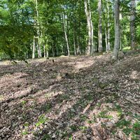 Quer durch den Wald