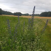Jurahöhe südöstliche Fränkische Schweiz