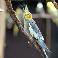 Wald- und Vogelpark Troisdorf