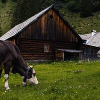 Die Hütten der Lärchkaralm mit ihren sommerlichen Bewohnern ;-)