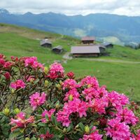 Wildschönau Vordere Feldalm 