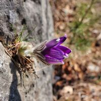 Steirische Küchenschelle - Gokoloanzen