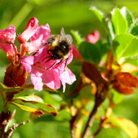 vermutlich eine Wiesenhummel auf einer Alpenrose
