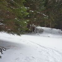 Forststraße bis Hütte auf Kampalm folgfen