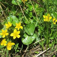 Sumpfdotterblumen