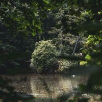 Teich