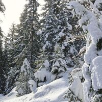 Winterstimmung im Wald