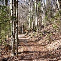 Forstweg Wanderung Postalm