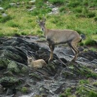Steingeiss mit Kids