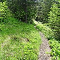Waldweg