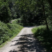 Schlussabstieg auf der Forststraße