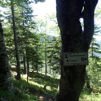 am Wachhüttelkammsteig