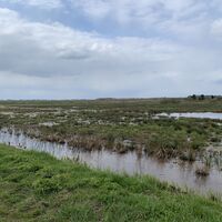 Hammewiesen/Moor