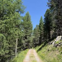 .. und nach dem Wendepunkt auf Almsträßchen weiter, in Richtung Grünsee