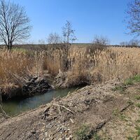 Verschilfter Teich