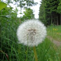 Natur pur - am Waldweg zurück in die Stadt Gmünd