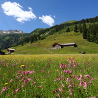 Hubalm in Hüttschlag