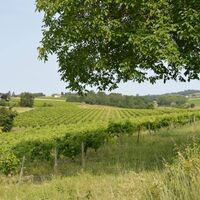 Weinberglandschaft im Sommer
