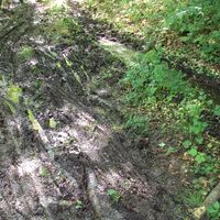 Salzgitter, morastiger Aufstieg zum Kammweg Wanderweg Nr. 15