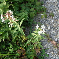Flora