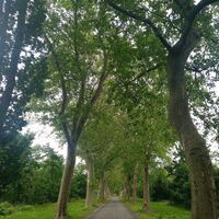 Sehenswerte Platanenallee am Liemer Weg - Radtour Liegende Acht östlicher Rundkurs