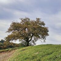 Herbststimmung am Weg